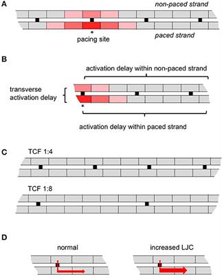 Loss of Side-to-Side Connections Affects the Relative Contributions of the Sodium and Calcium Current to Transverse Propagation Between Strands of Atrial Myocytes